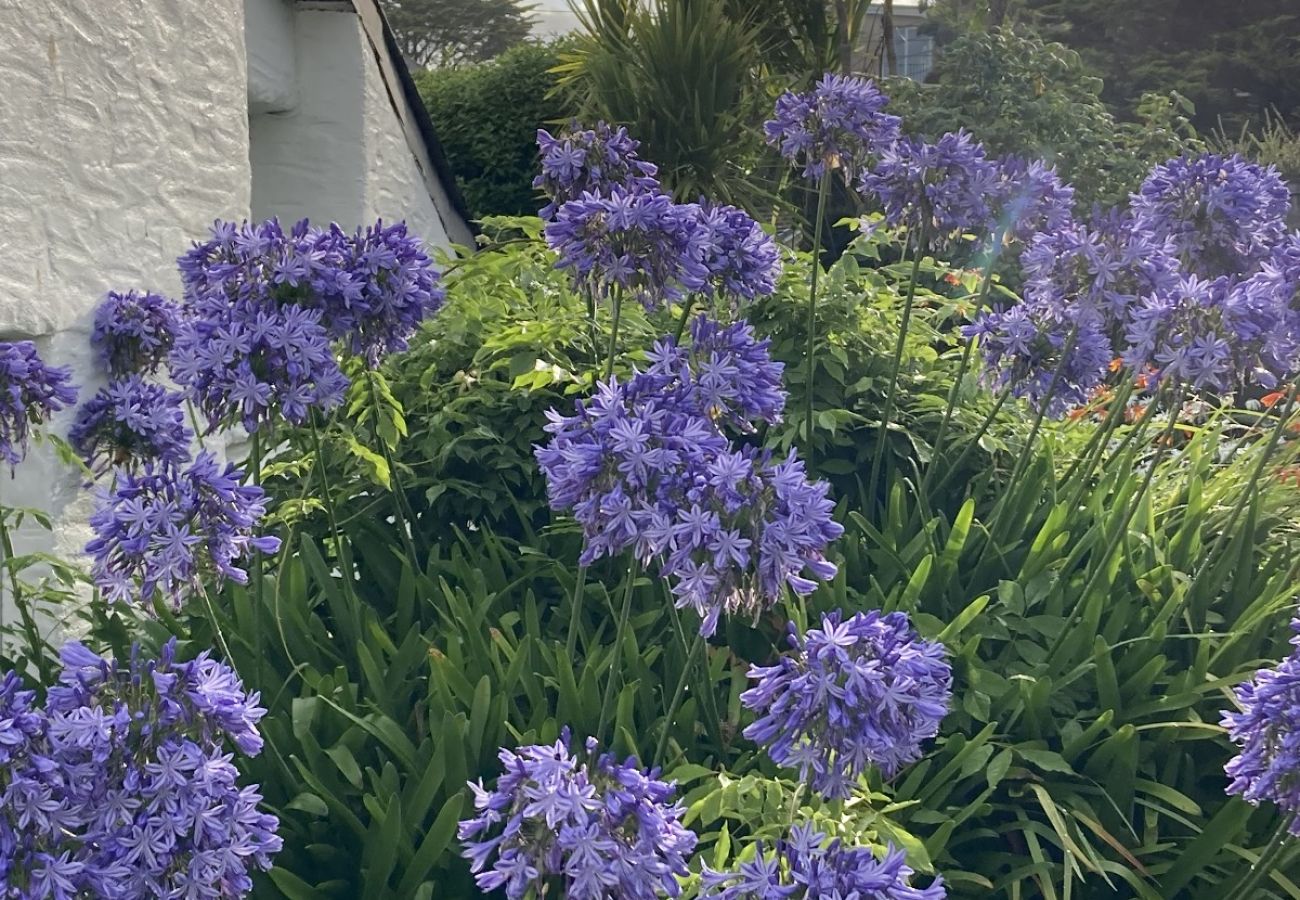 Landhaus in Newquay - Porth Cottage
