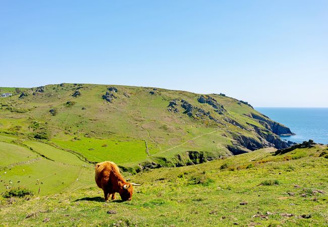 Ferienwohnung in Salcombe - Little Granary Ferienwohnung in Salcombe - Little Granary