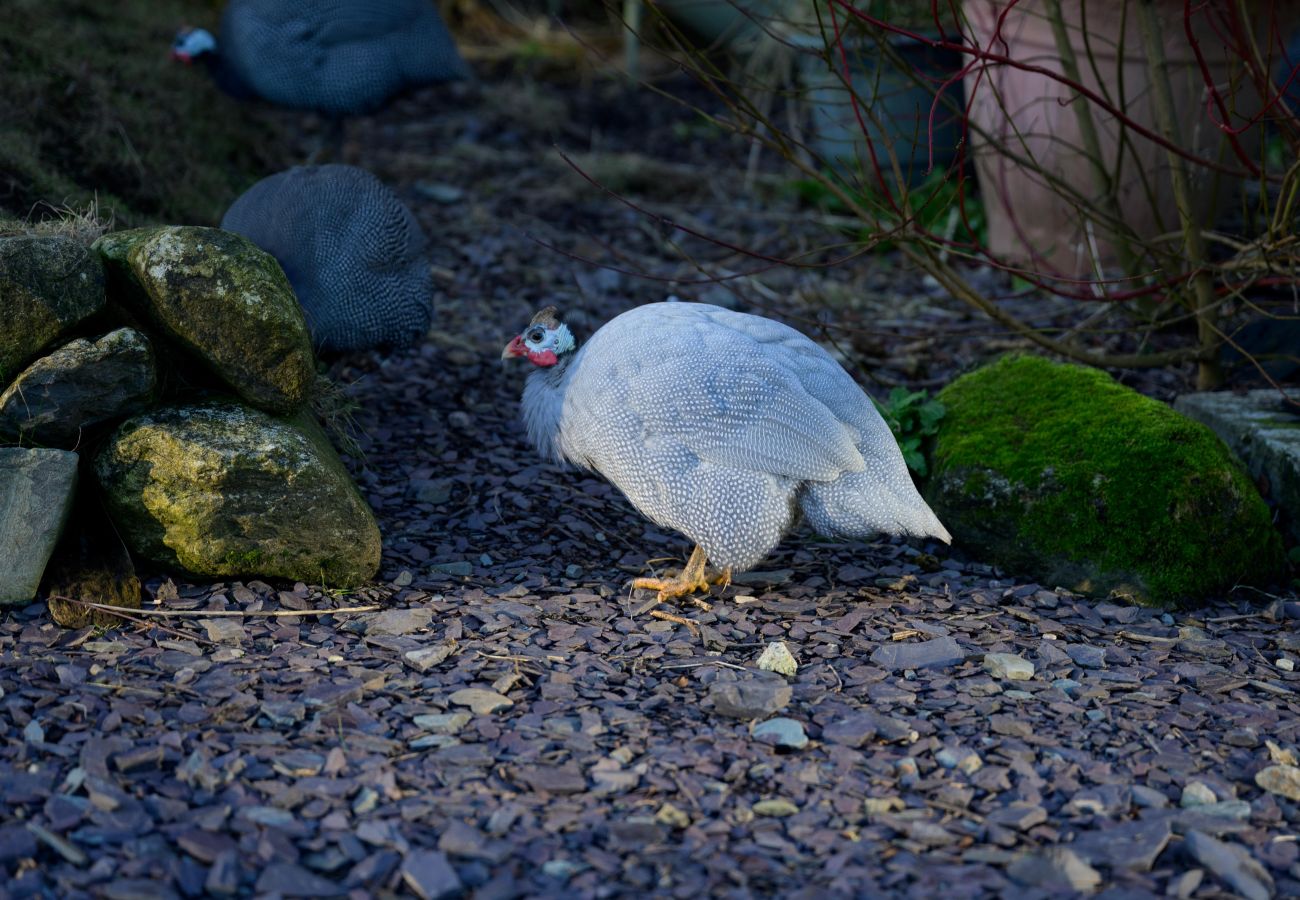 Landhaus in Caernarfon - Hedd Wen Cottage