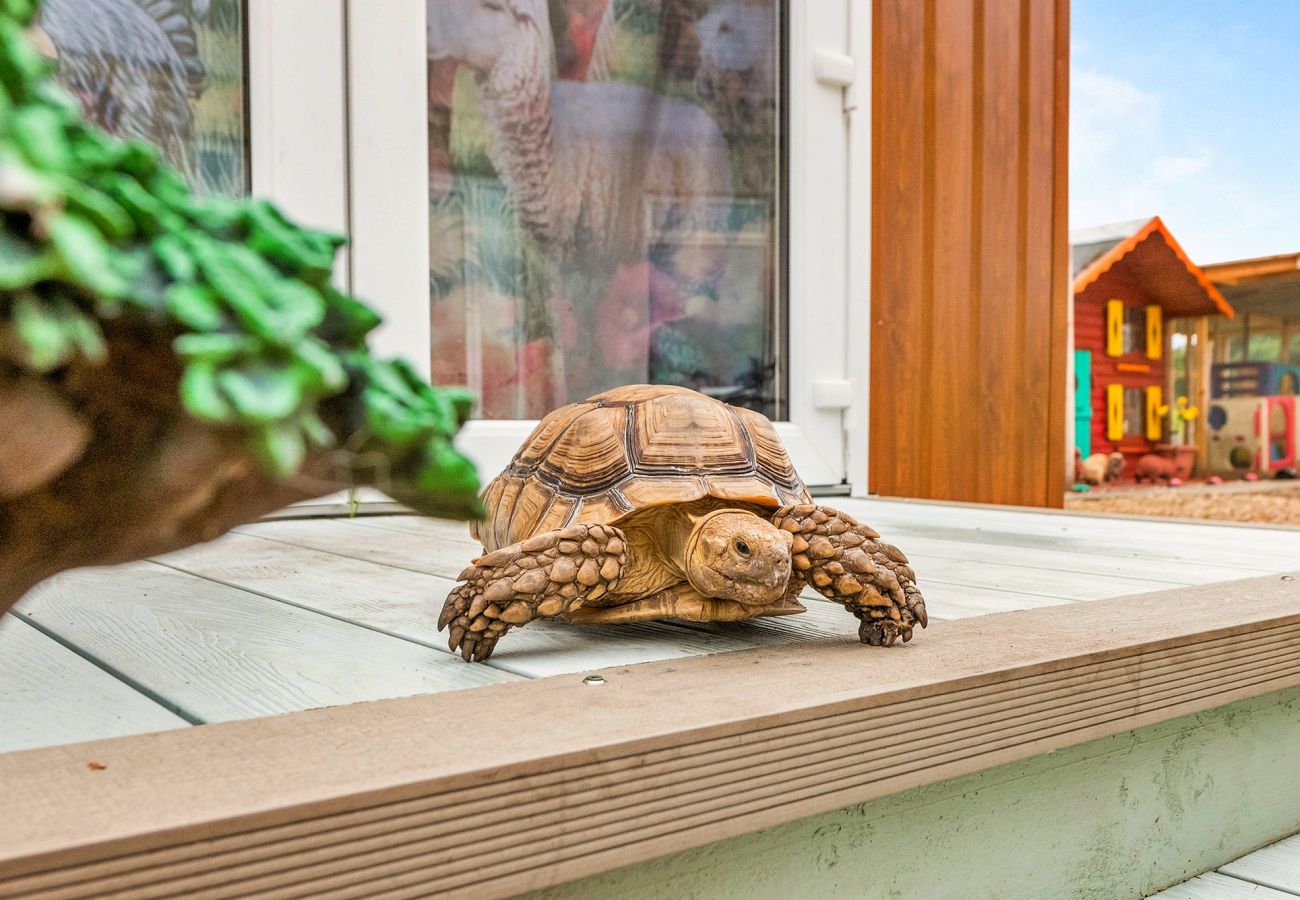 Ferienhaus in Shotts - Alicesprings