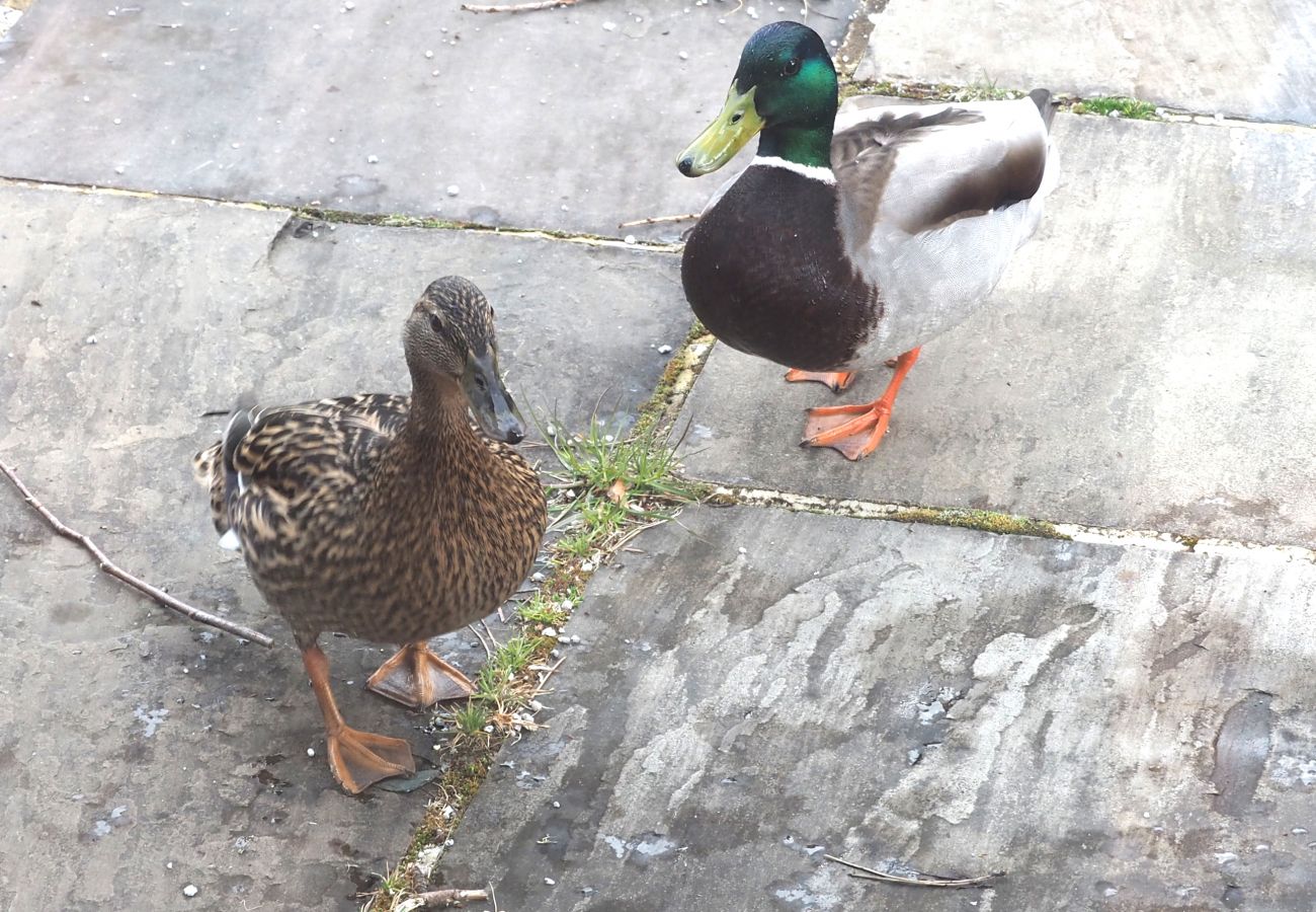 Cottage in Braithwaite - The Duck House