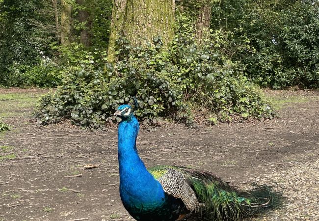 Chalet in Woolton Hill - Jungle Bell Tent Chalet in Woolton Hill - Jungle Bell Tent