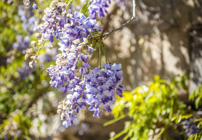 Cottage in Abergele - Hen Wrych Hall Tower Cottage in Abergele - Hen Wrych Hall Tower