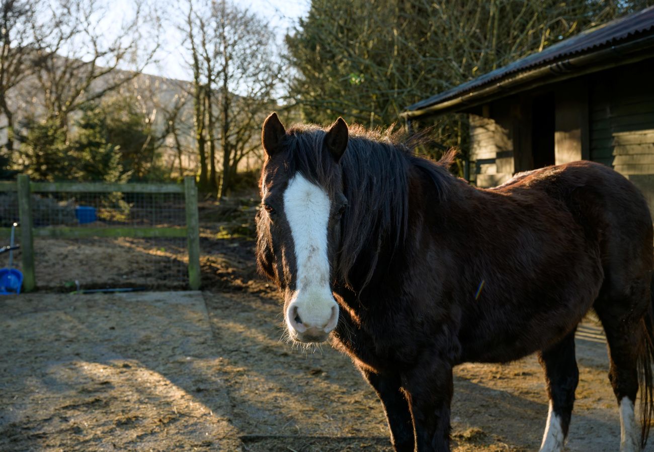 Cottage in Caernarfon - Hedd Wen Cottage