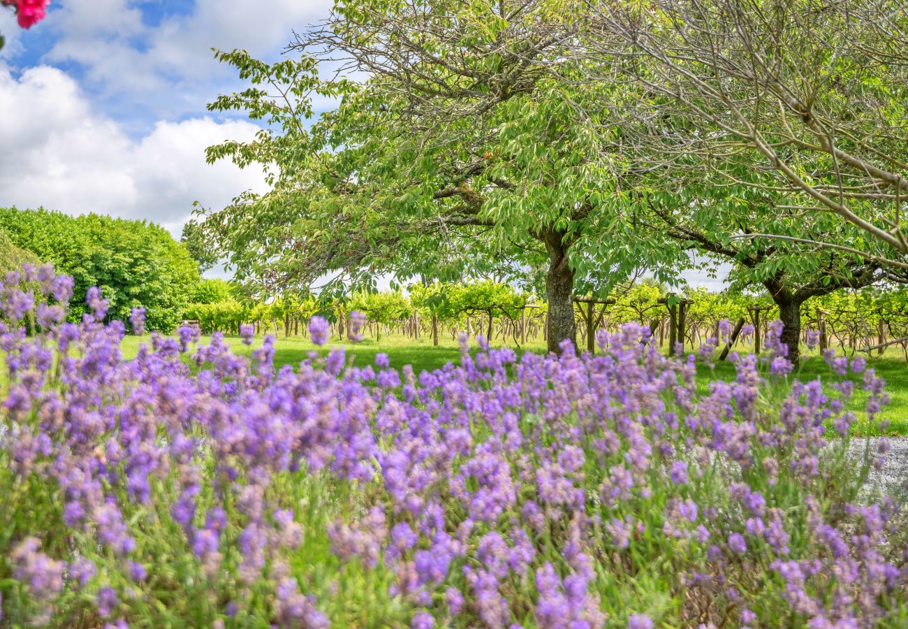 Huis in Whitland - Jabajak Vineyard