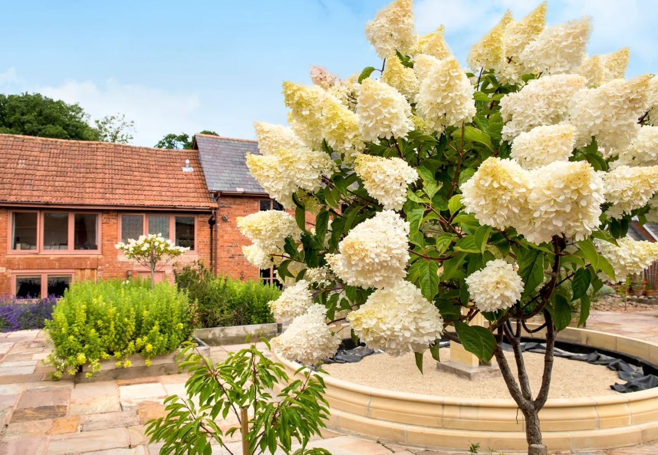 Cottage in Aylesbeare - Ivy Cottage, Great Houndbeare Farm