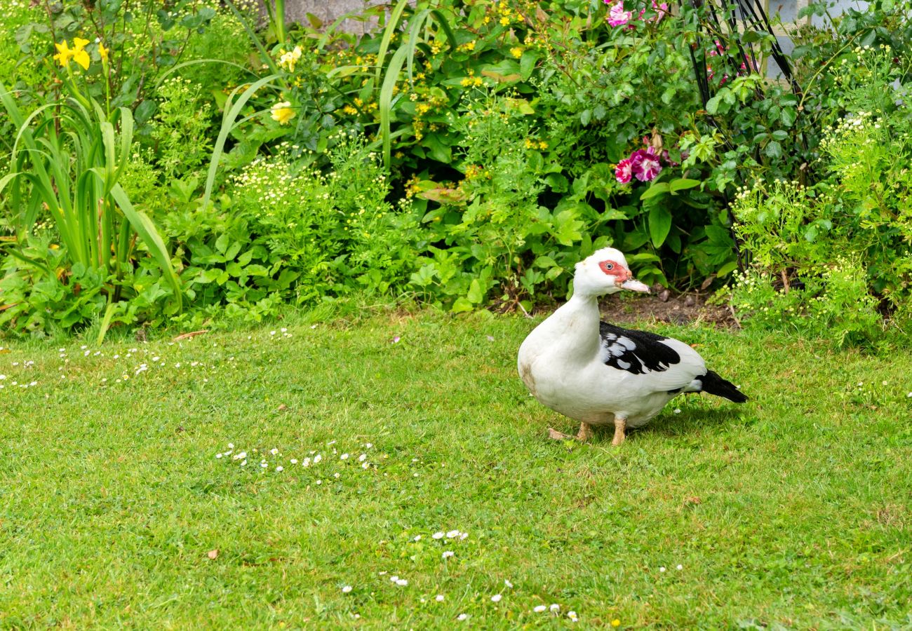 Cottage in Widemouth Bay - Squire, Quinceborough Farm
