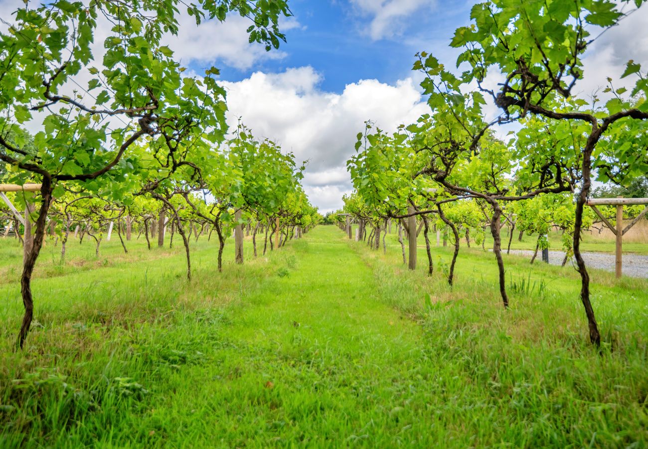 House in Whitland - Jabajak Vineyard